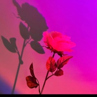 ROSES - Single - Kai King