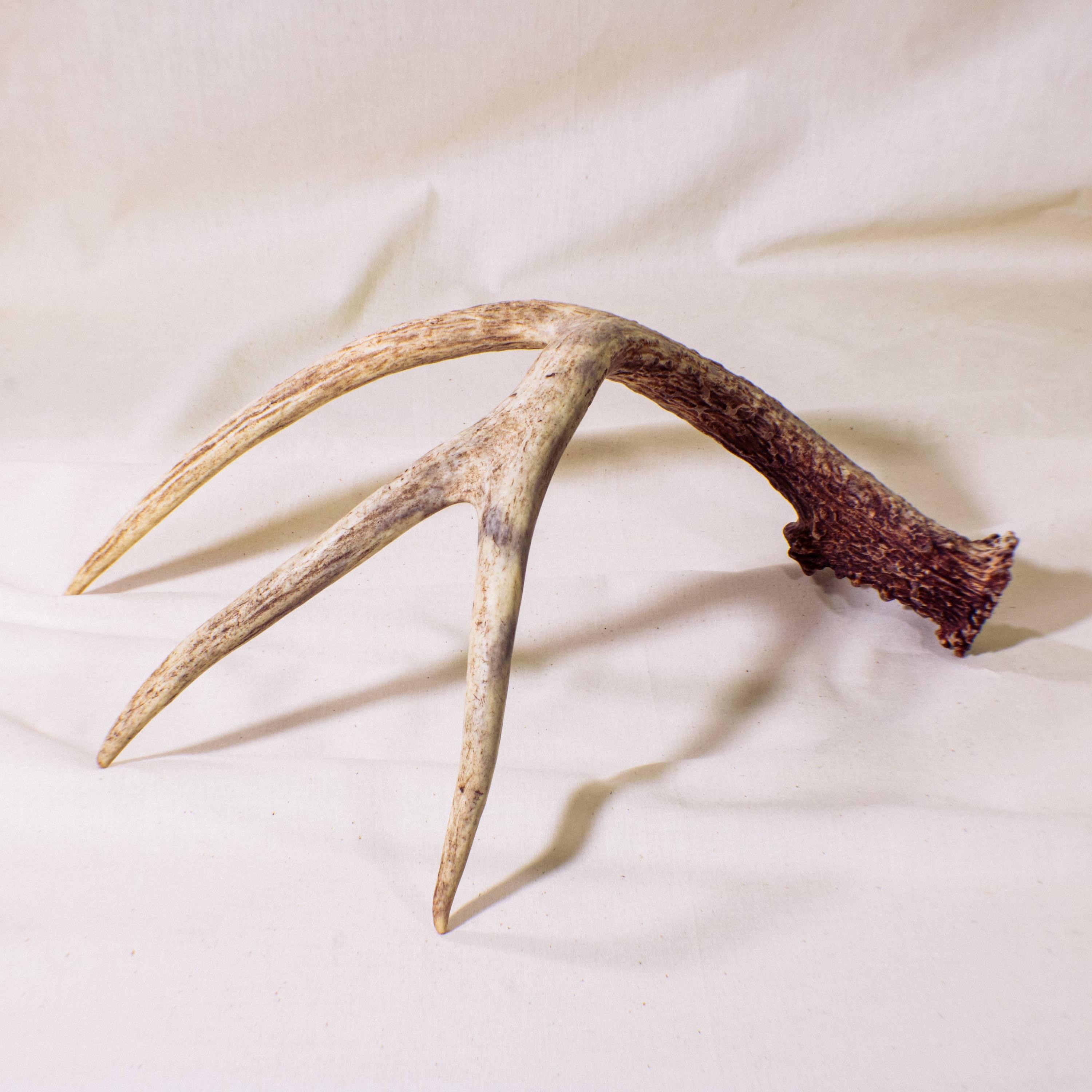 Spine of Dusk - Single