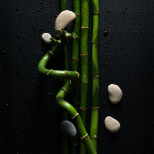 Whispers Beneath the Bamboo Canopy