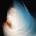 The Lamb