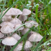 Type beat (feat. Toxik) - Single - Settapik