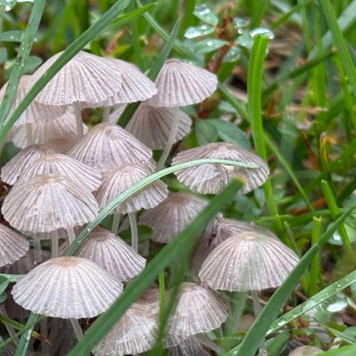 Type beat (feat. Toxik) - Single