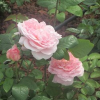 flowers for a girl from aomori - Single - eva gomi tenshi