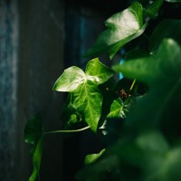 Ocean (feat. Vizcor) - Single - CATVLYST