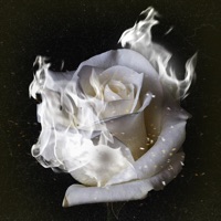 9 Rosas Blancas - Single - Quinto
