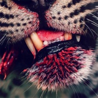 Wildtier - Single - Aachen Demon