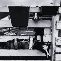 1, 2, 3, 4! - EP - John Phelps