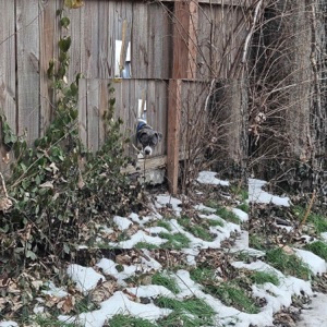DOG BRIDGE SUICIDE - EP