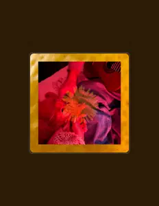 聆聽 ness、觀看音樂影片、閱讀小傳、查看巡演日期等！