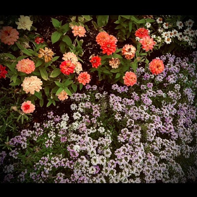 Flores & Flores (feat. SCORPI0N) - Single