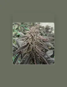 Paper Route dinle, müzik videolarını izle, biyografisini oku, tur tarihlerini ve daha fazlasını gör!