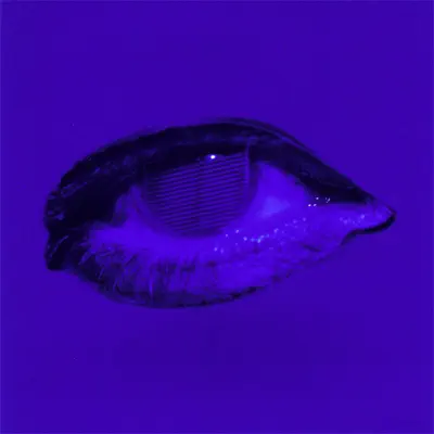 Listen to Typhoon by Pablo