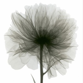 La Fleur du Mal BLUE NOISE