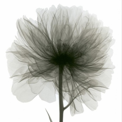 La Fleur du Mal - Single