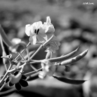 Sunrays - Single - John Wolf