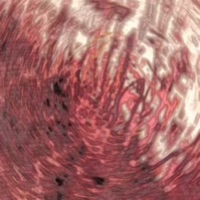 RIFLE FIGHT (feat. INKK & LotusRevenge) - Single - BXNETHXG