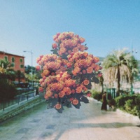 Bouquet - Single - Racasse