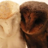 brief - Single - dior david