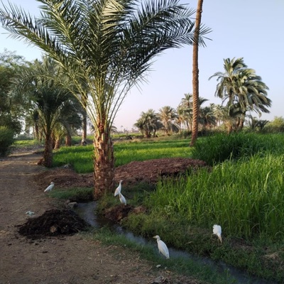 الفنار للأنتاج الفني - بشوات