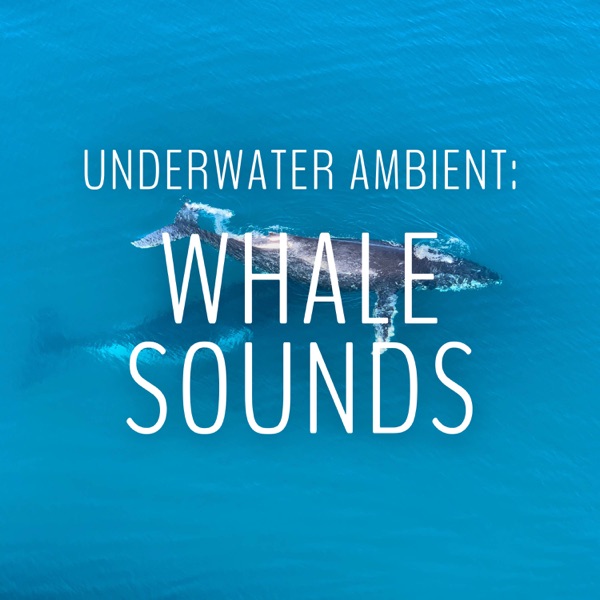 Underwater Ambient: Whale Sounds