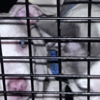 Spooky - Single - zai