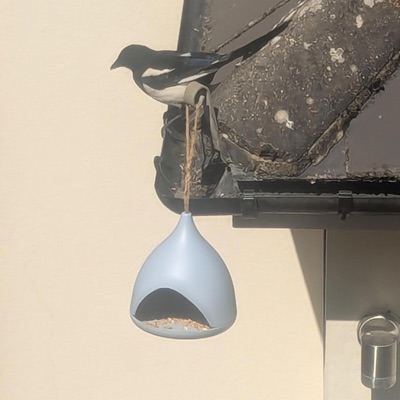 #7 - Coffin Dodgers - EP