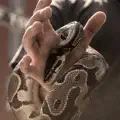 defanged serpent