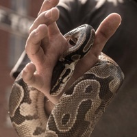 Defanged Serpent - NickyCaps