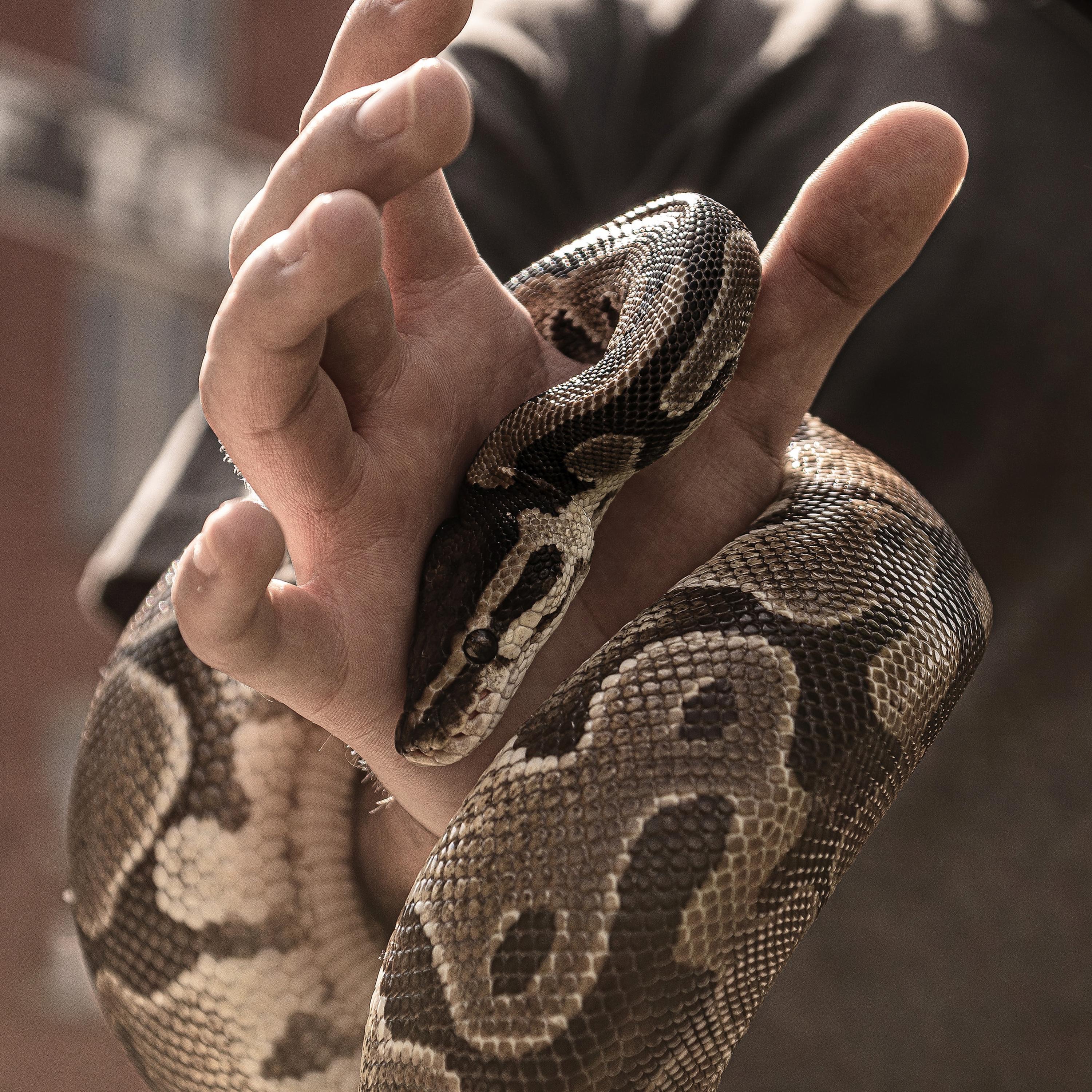 NickyCaps - defanged serpent