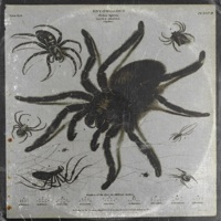 Tarantula - Single - DJ Radiohead