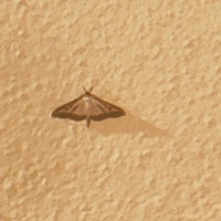 EastEndBoi (feat. Gil sm) - Single - Ramonie