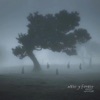 Misty Forest - Single