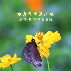 蝶舞花香满山坡 (DJ对唱版) - Single