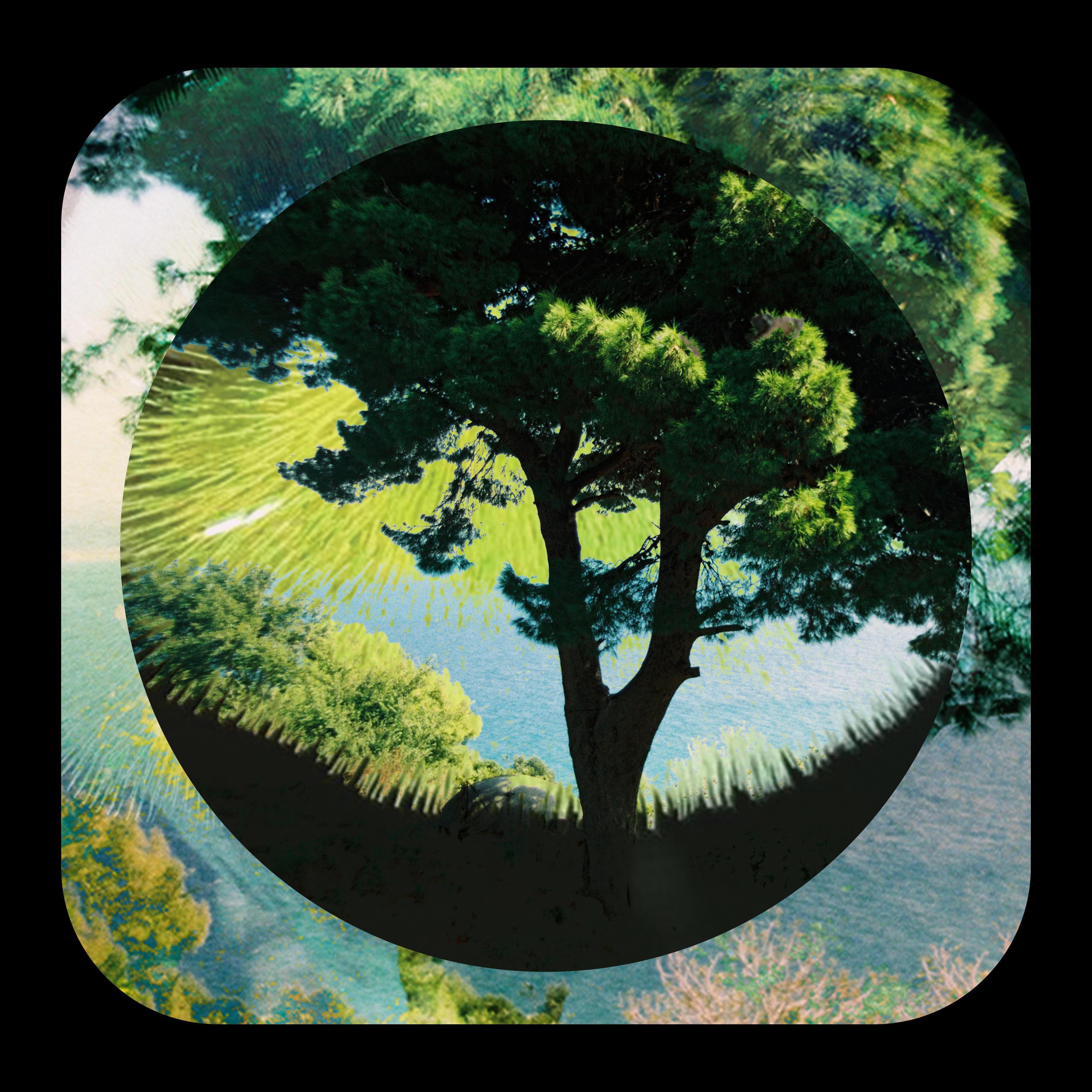 Milo’s Flight Home - Single