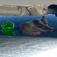 Shein - Single - Blick