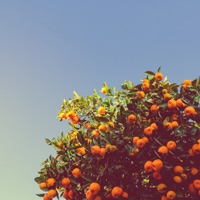Tangerine - Single - Sihu