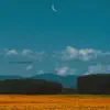 Prato di girasoli