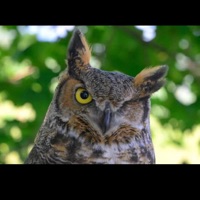 Owl (feat. Rah Benz) - Single - Xdotti