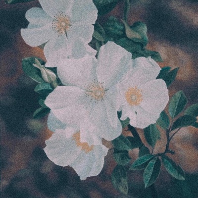 Cherokee Rose - Single