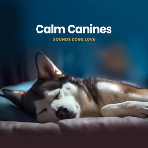 Calm Canines