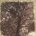Sacred Cross