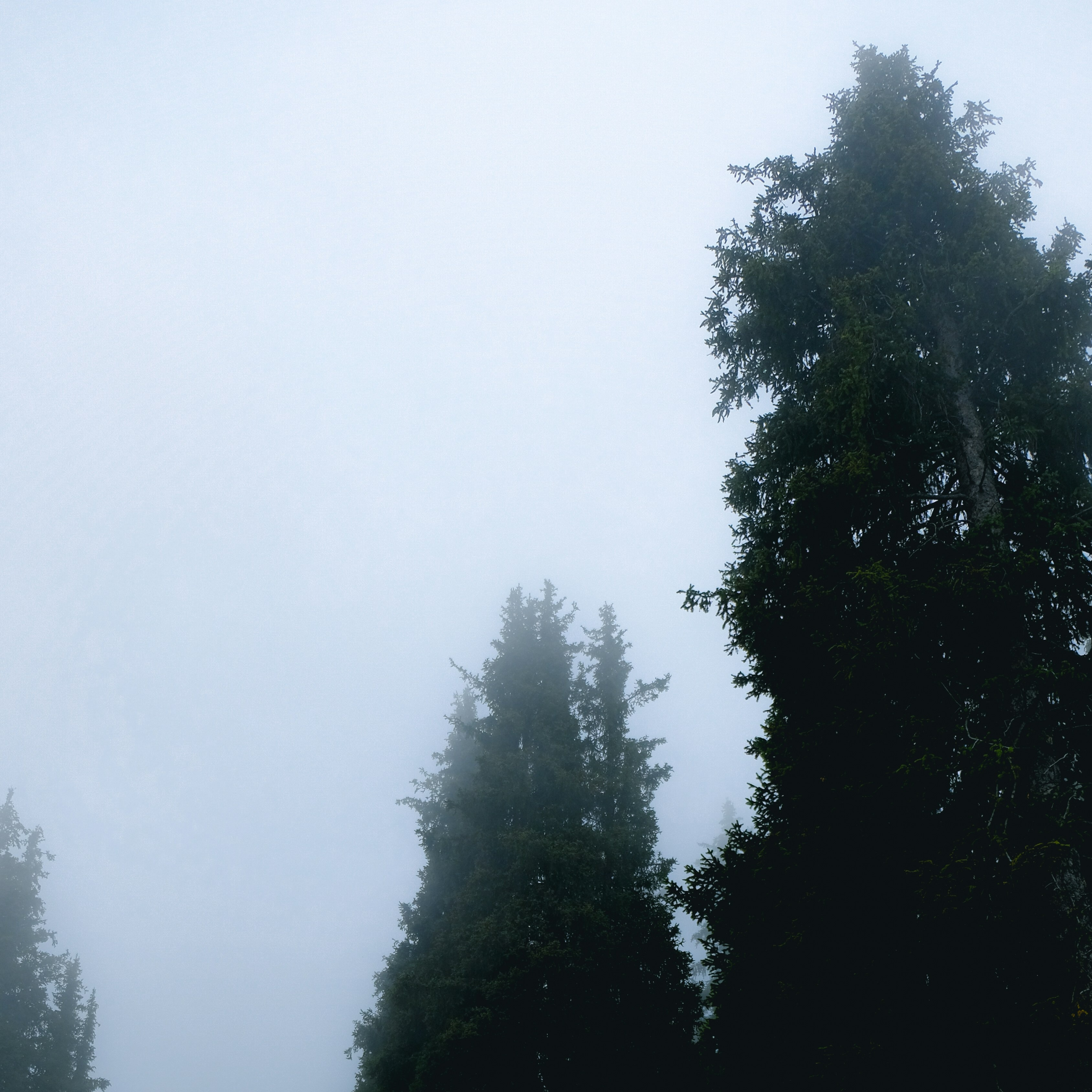 Sussurros da Melancolia