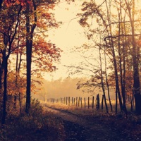 Comfort in Melancholy