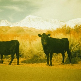 Rob Van Dam (feat. Freddy Stone) J-Wizdum