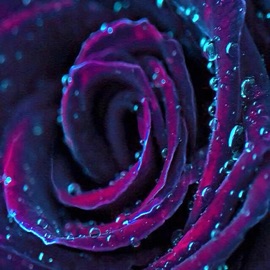 Beautiful Flower Pt. 1 T.B.