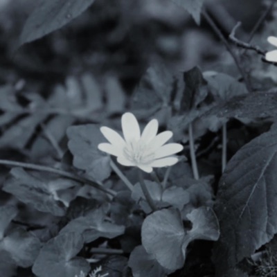 AMAPOLA - Single