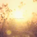 Falling Petals