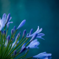 Bloom - Single - Satno & meandmydreams