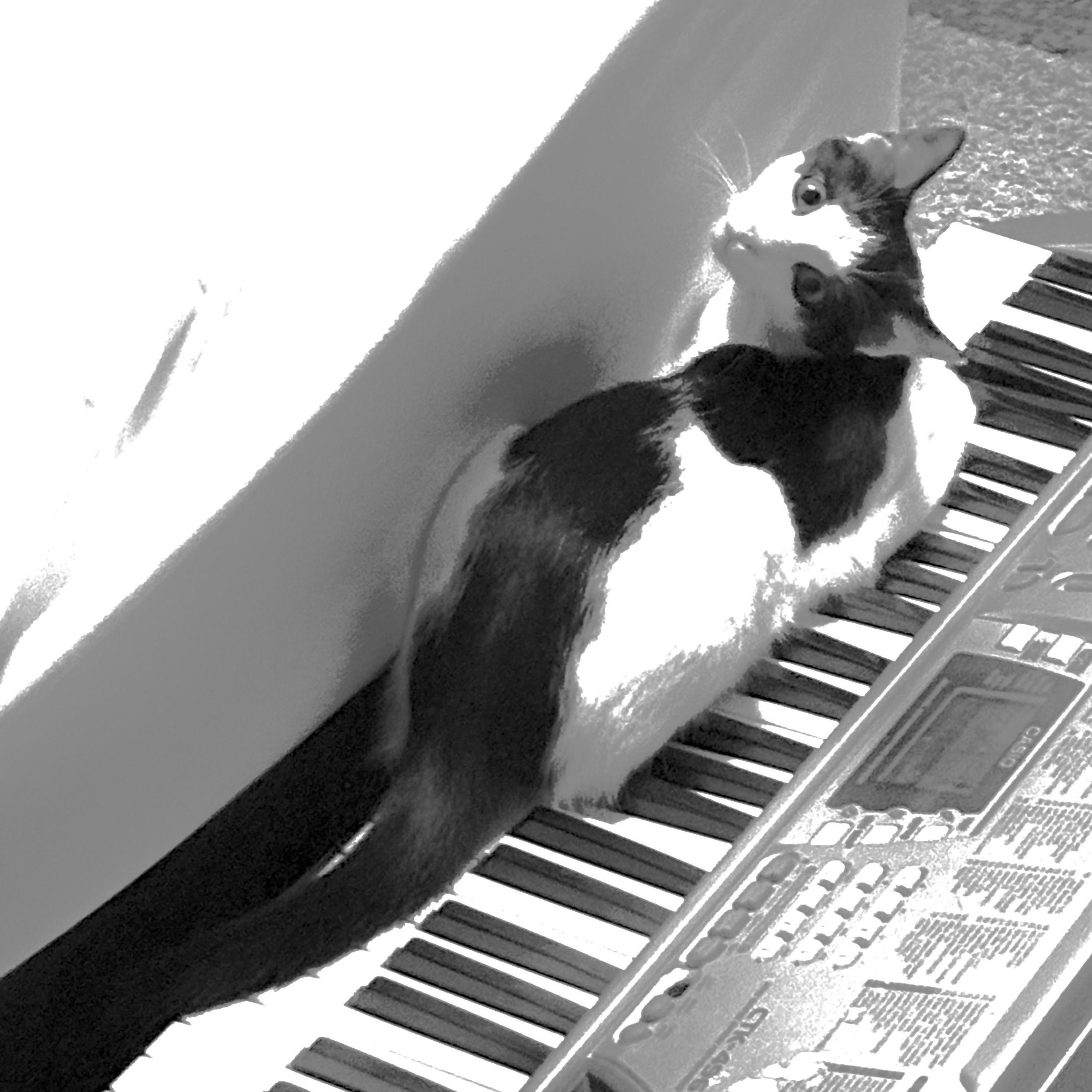 Tuesday Morning - Single