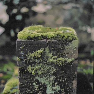 Green Tea - Single